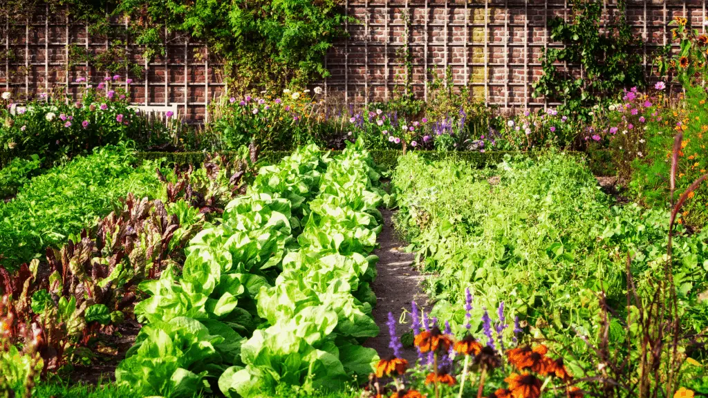 Grow up to 50% more food the best mulch for your vegetable garden