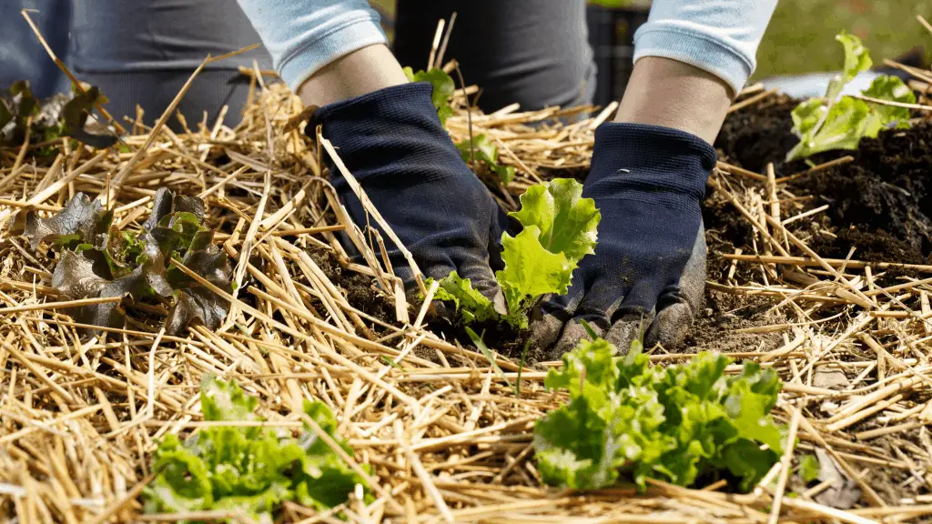 gardening with straw mulch as best mulch for vegetable garden.