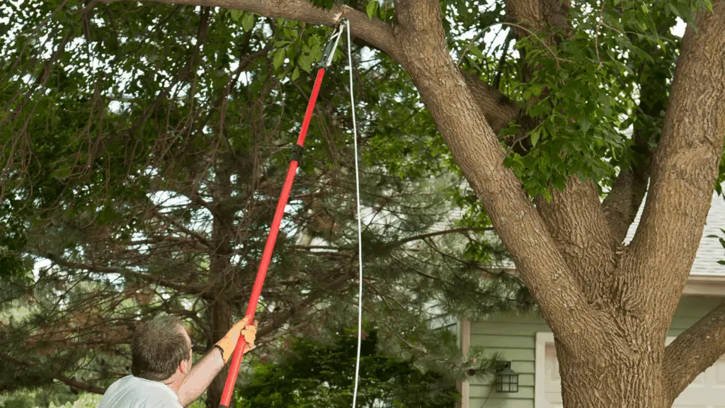 man holding best tree pruner in front yard