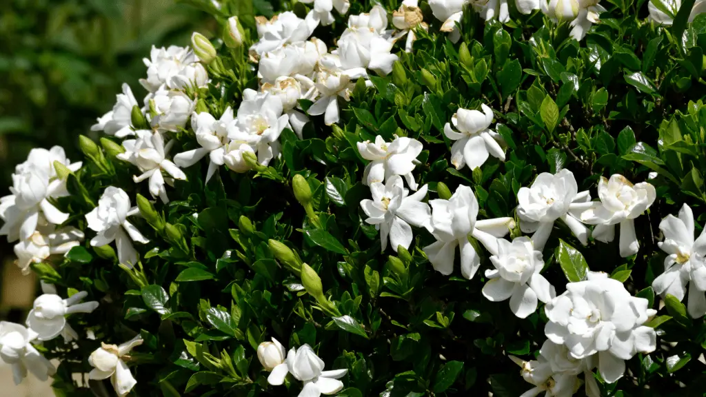 best fertilizer for gardenias gardenia bush with white flowers