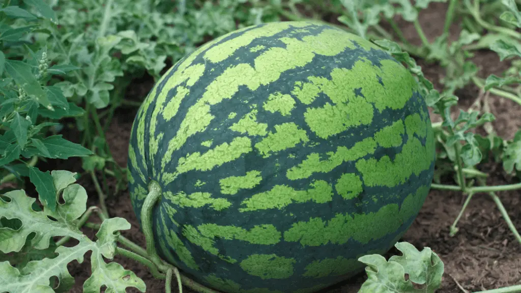 Best Fertilizer for watermelon growing in a field