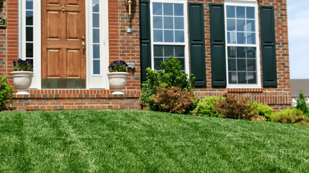 beautiful green front lawn because the owner used the best liquid lawn fertilizer