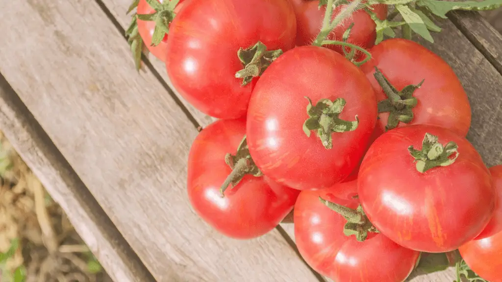 photo of brandywine tomatoes piled on a wooden bench