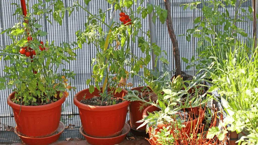 photo of tomatoes growing  in pots sitting on a patio