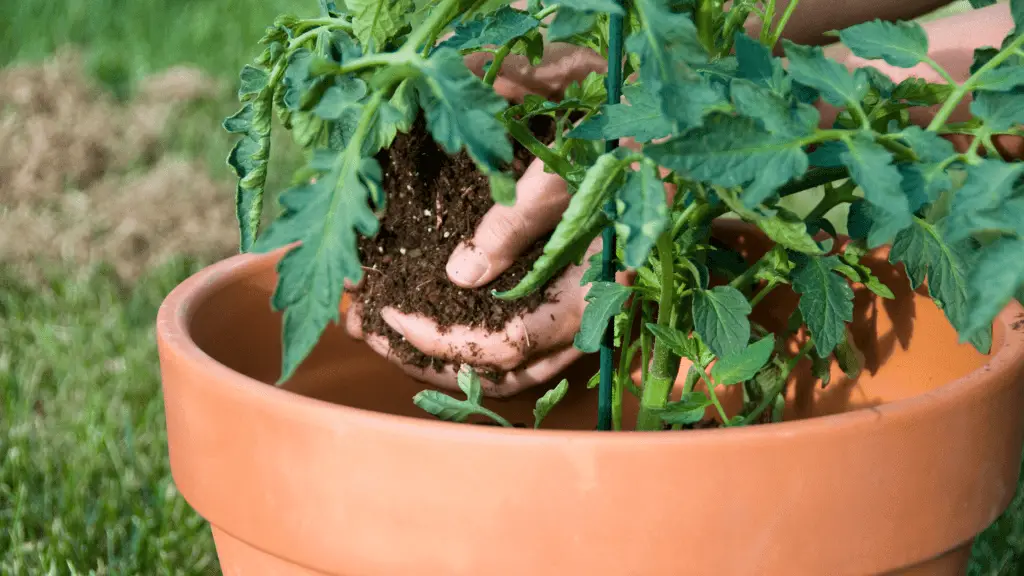 Hands holding potting soil while planting one of the best tomatoes to grow in pots