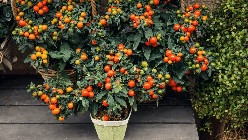 Cherry tomatoes on a patio as an example of one of the best tomatoes to grow in pots