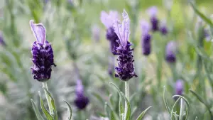 Up close photo of Spanish lavender blooms