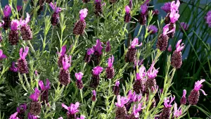 Photo of french lavender up close
