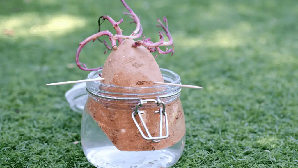 A sweet potato slip suspended in a jar of water by toothpicks with roots growing out of the top.