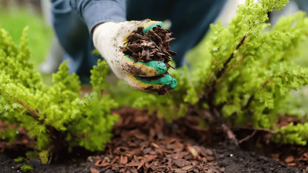 gloved hand of a gardener mulching around evergreen shrubs with cedar mulch