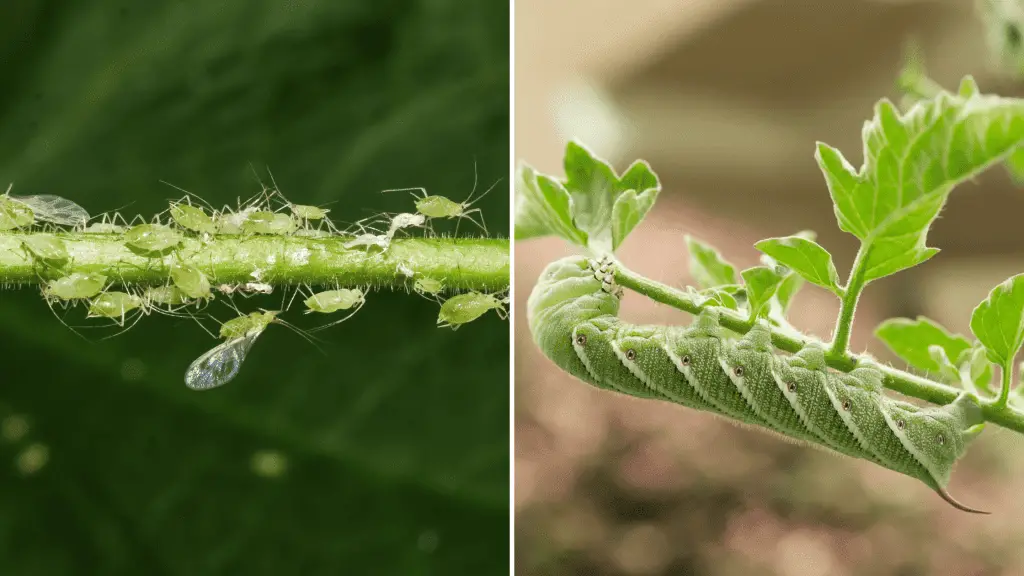 Two images.  The left image shows aphids on a pineapple tomato plant and the image on the right shows a tomato hornworm on a pineapple tomato plant.