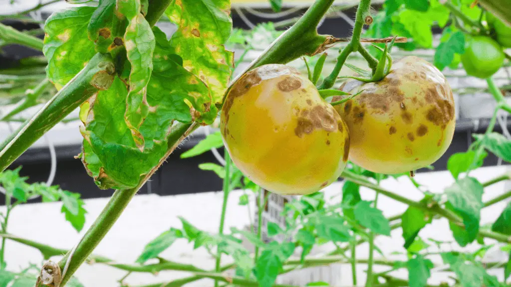 two pineapple tomatoes on a tomato plant infected with blight