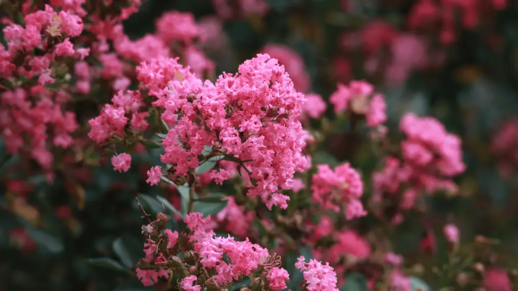 Bright pink blooms on a crepe myrtle bush
