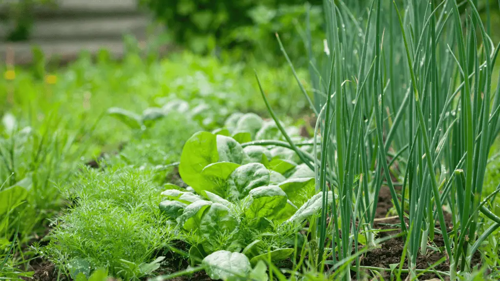 lettuce and chives growing in a garden as companion plants along with carrots