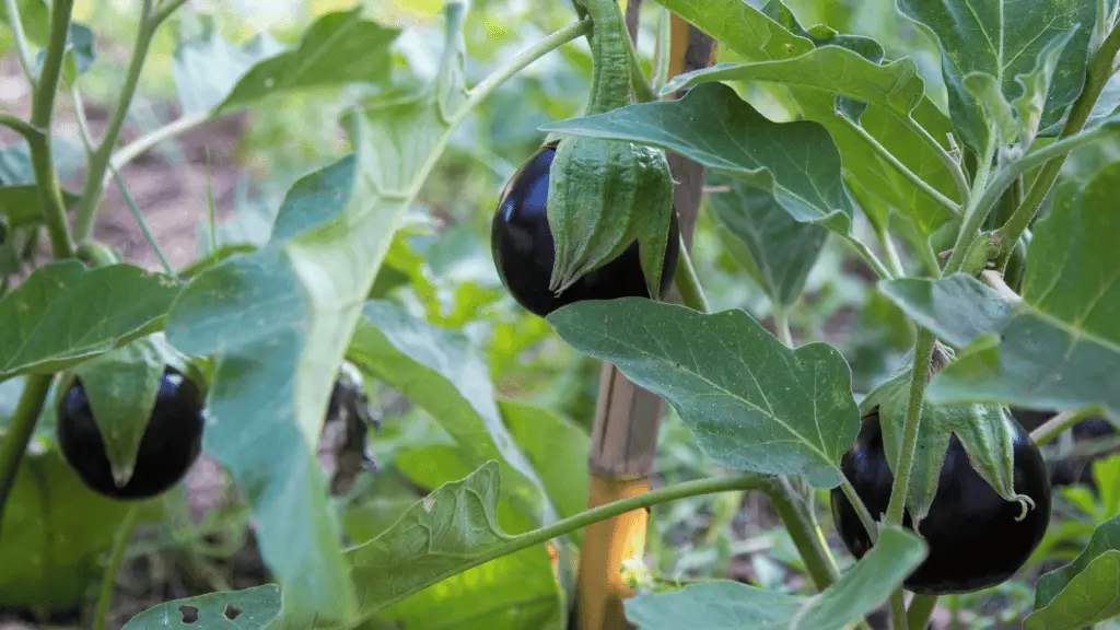 eggplants growing in a garden staked with a bamboo pole