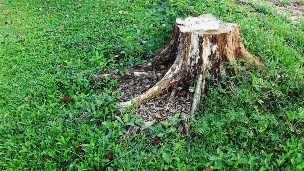 tree stump in a lawn