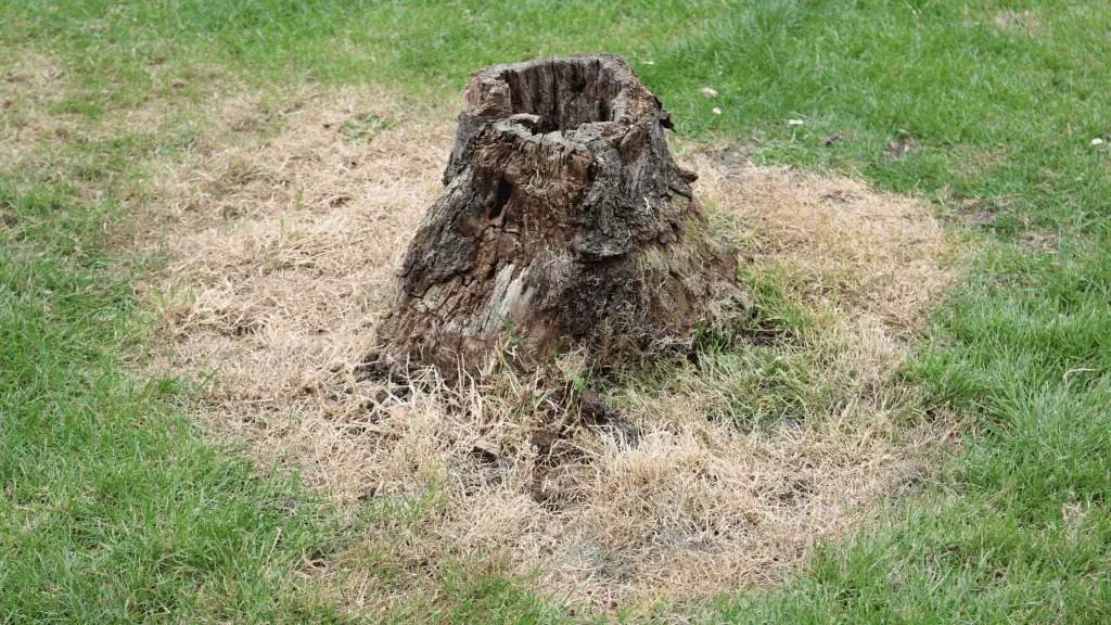Tree stump in lawn after stump killer has been applied