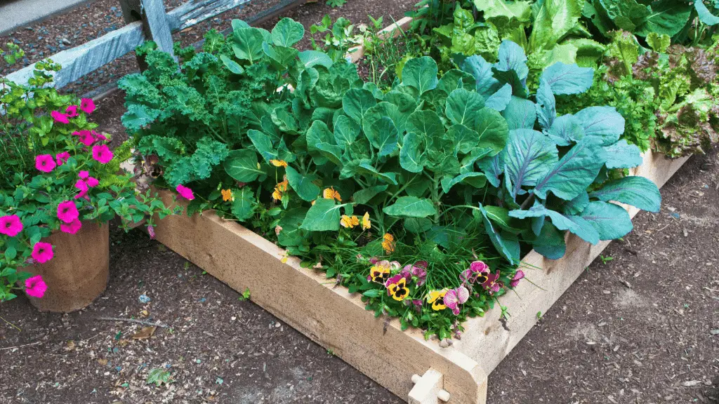 Small space gardening raised bed growing vegetables and flowers