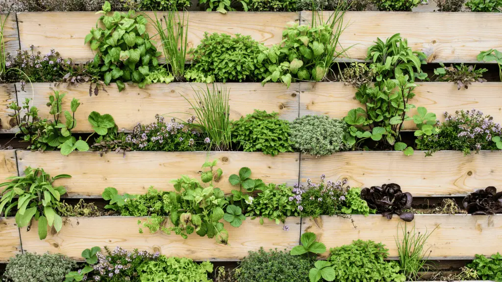 vertical wall garden growing fruits and vegetables as an example of small space gardening
