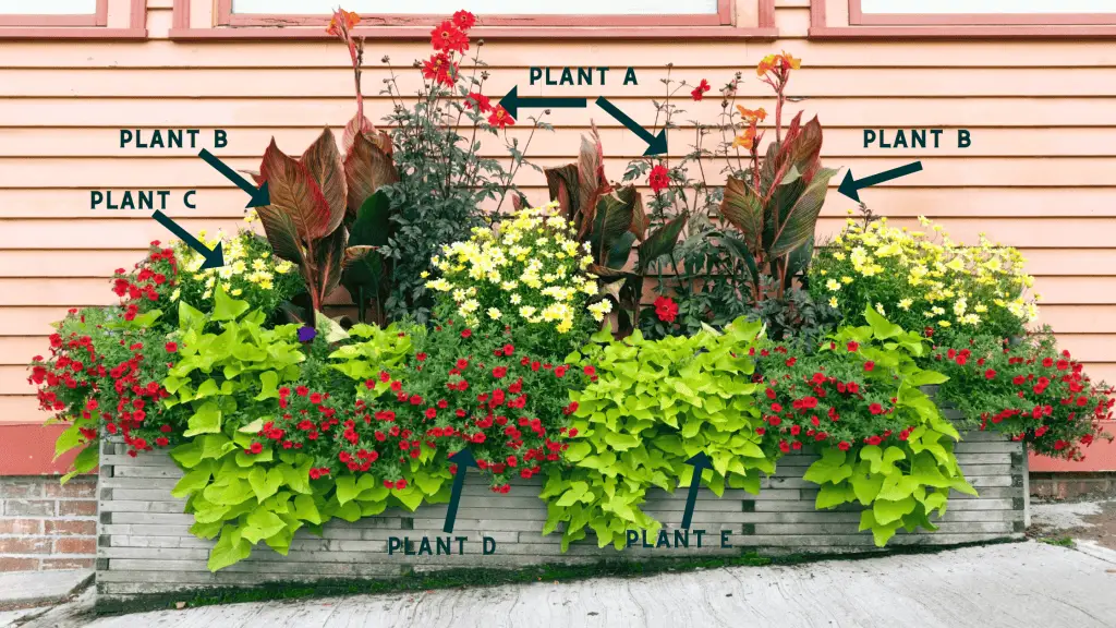 Container gardening plan for a planter with 6 plants.