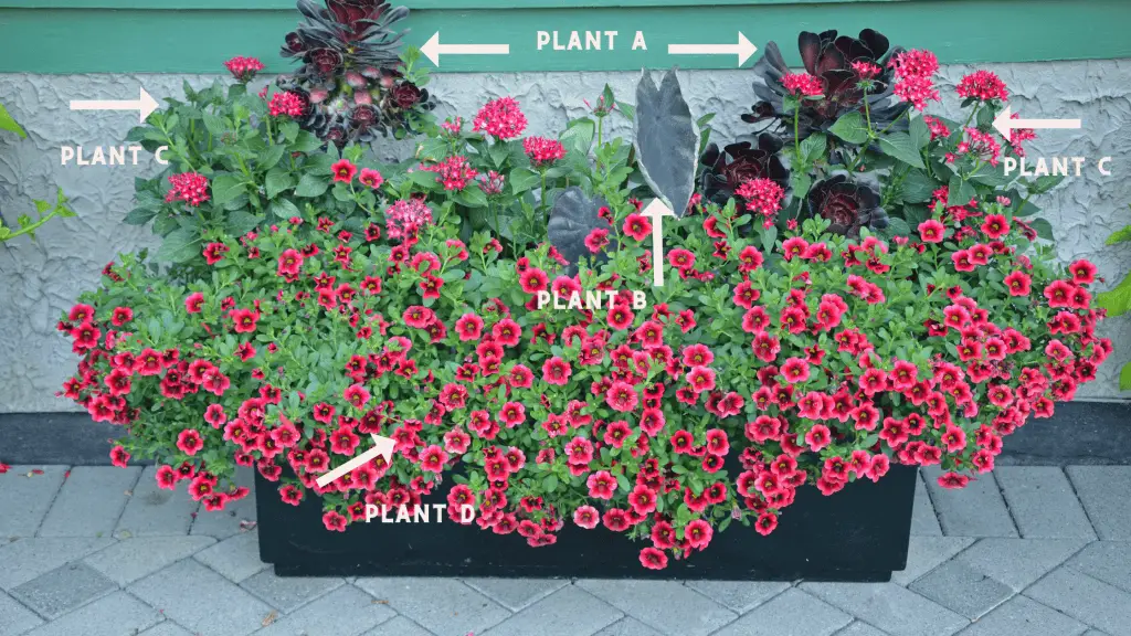 container gardening plan for a planter with four plants.