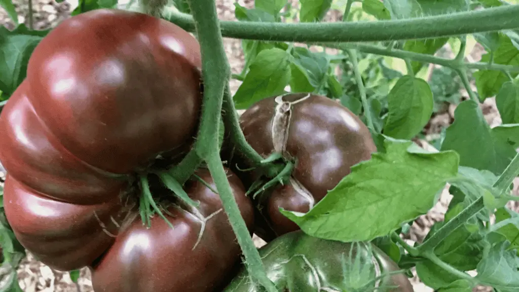 cherokee purple tomatoes, an heirloom plant growing in a garden