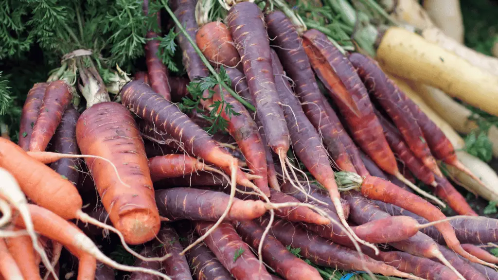 Heirloom carrots in a variety of colors