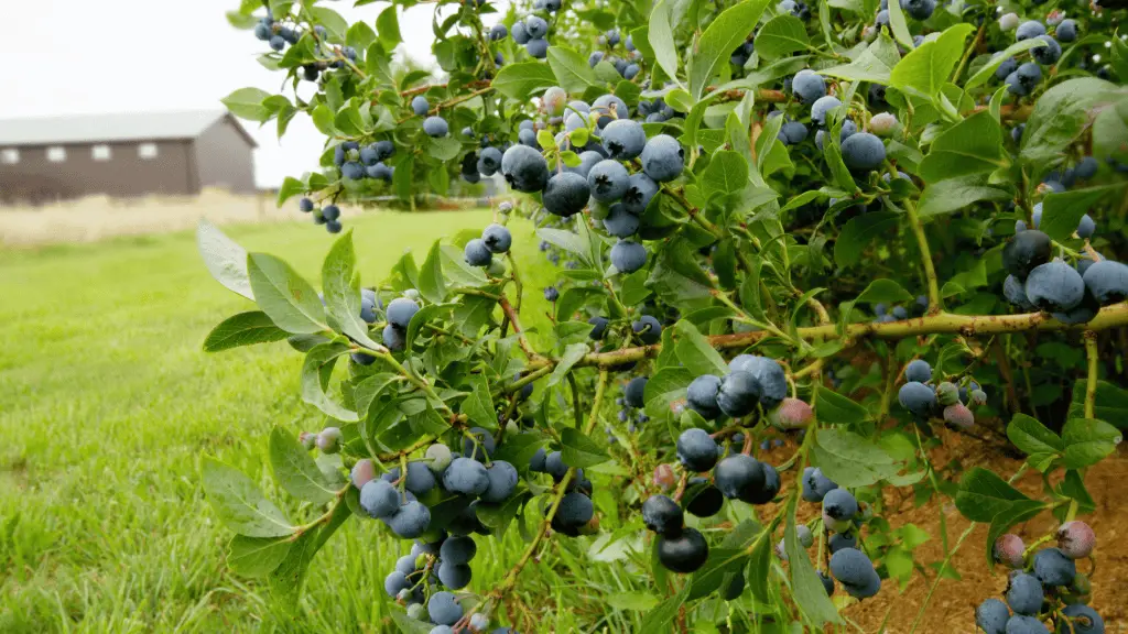 photo of a well pruned blueberry bush loaded with fruit