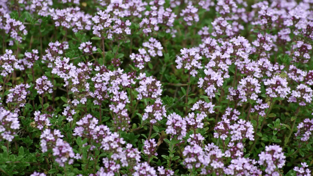 Creeping thyme in bloom with little purple flowers.