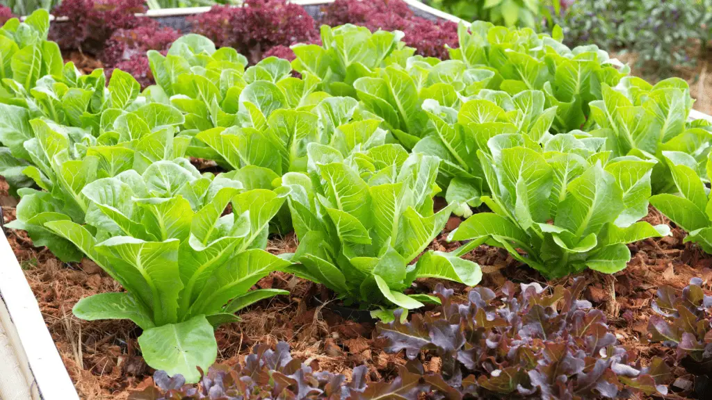 heirloom lettuce growing in a raised bed