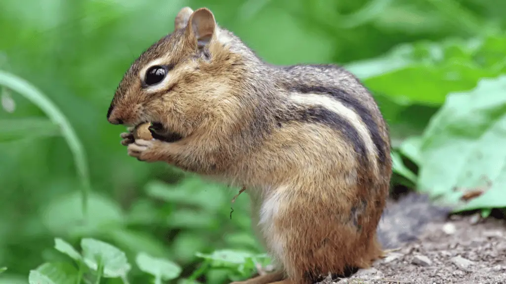 chipmunk eating a seed in a garden