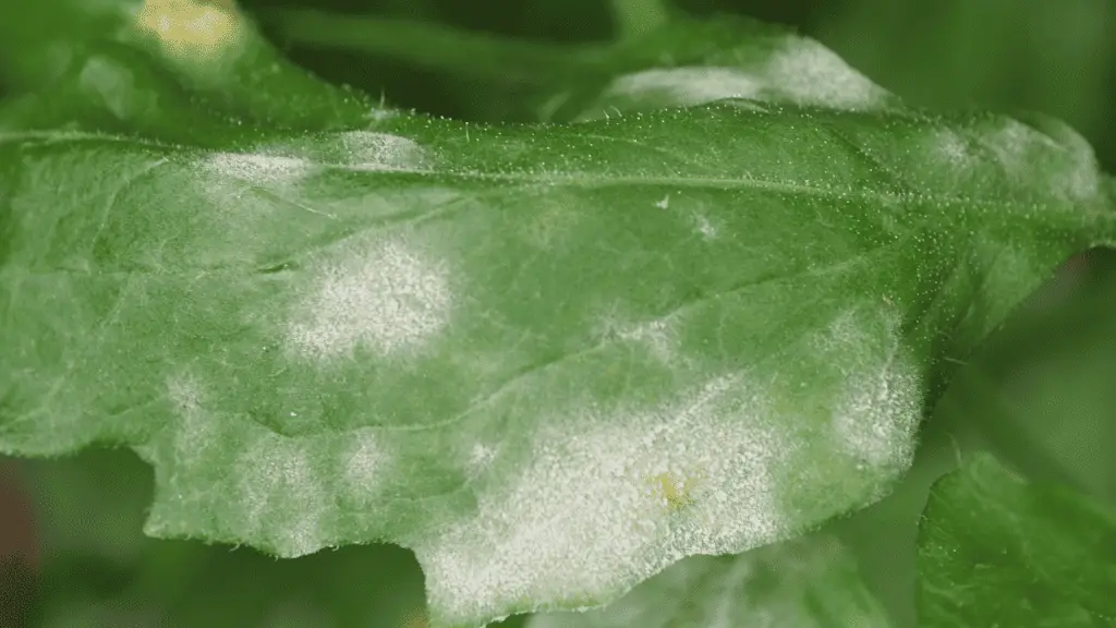 white spots on tomato leaves caused by powdery mildew