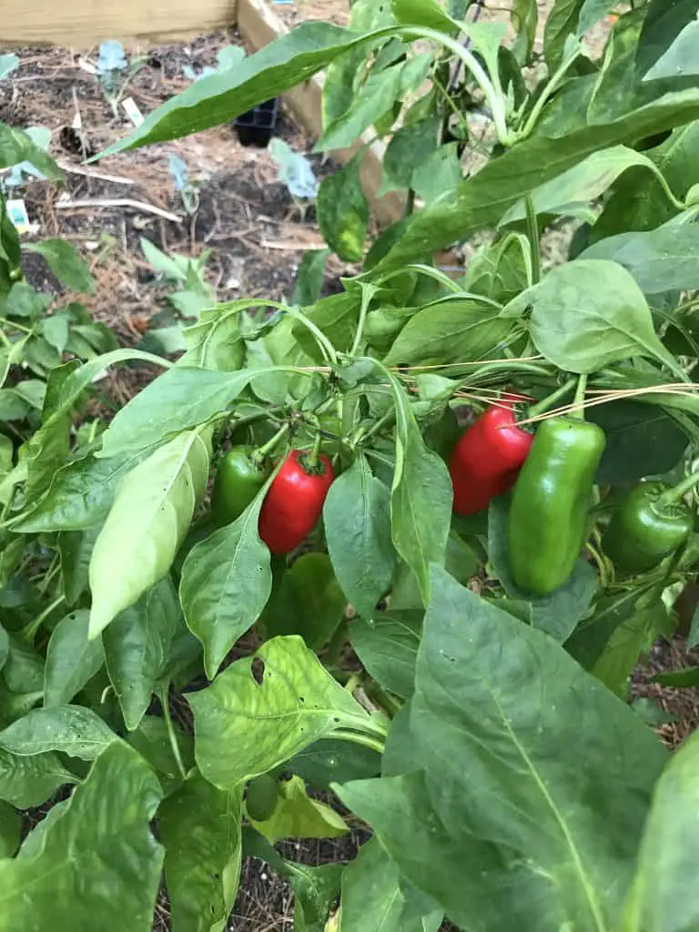 heirloom pepper plants with red and green peppers growing