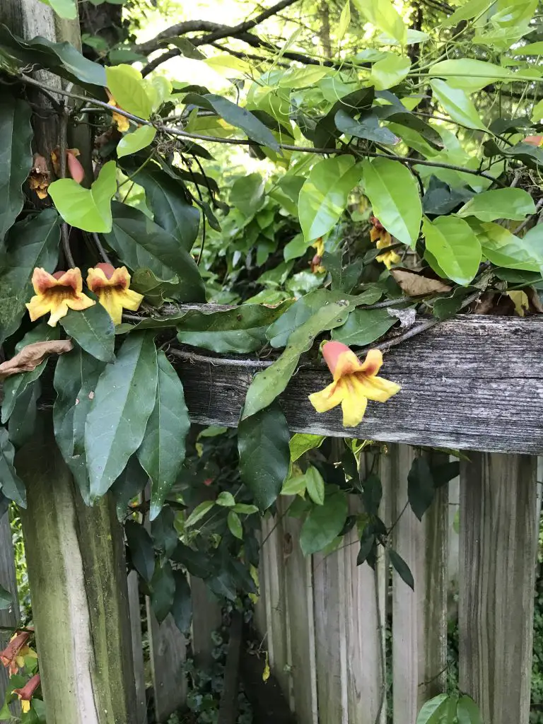 the heirloom plant crossvine growing along a fence
