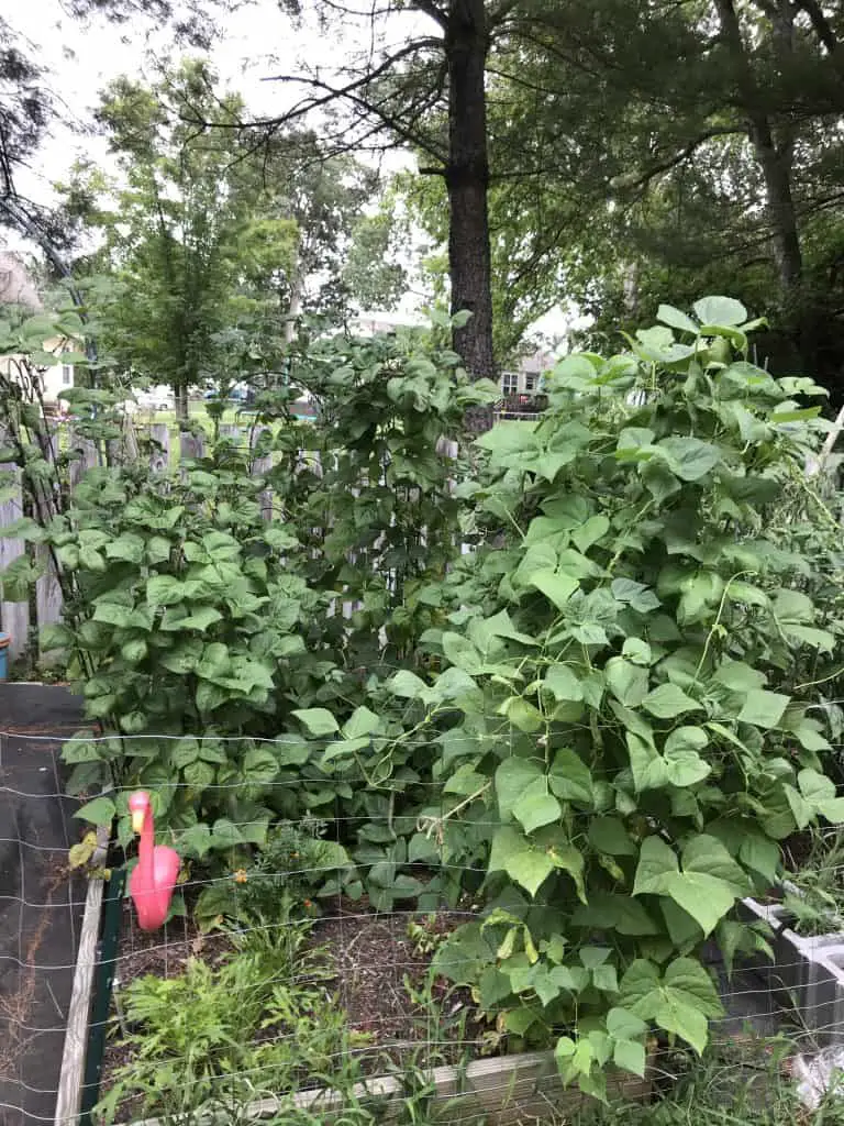 Heirloom cherokee trail of tears pole beans growing in a raised bed garden.  There is a pink flamingo in the garden along with marigolds and mizuna.