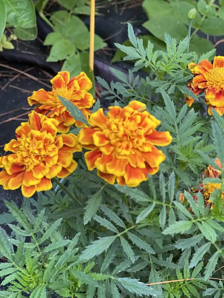 French marigolds that are a red and yellow color being grown in a vegetable garden to repel chipmunks and other pests.