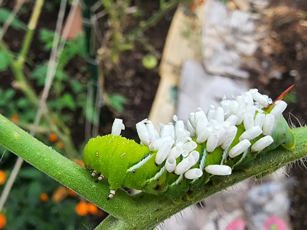 tomato hornworm infected with parasitic wasp eggs