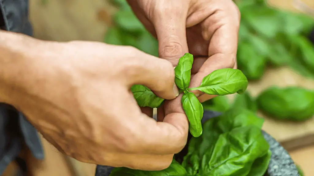 Hands of white person pruning basil for growth