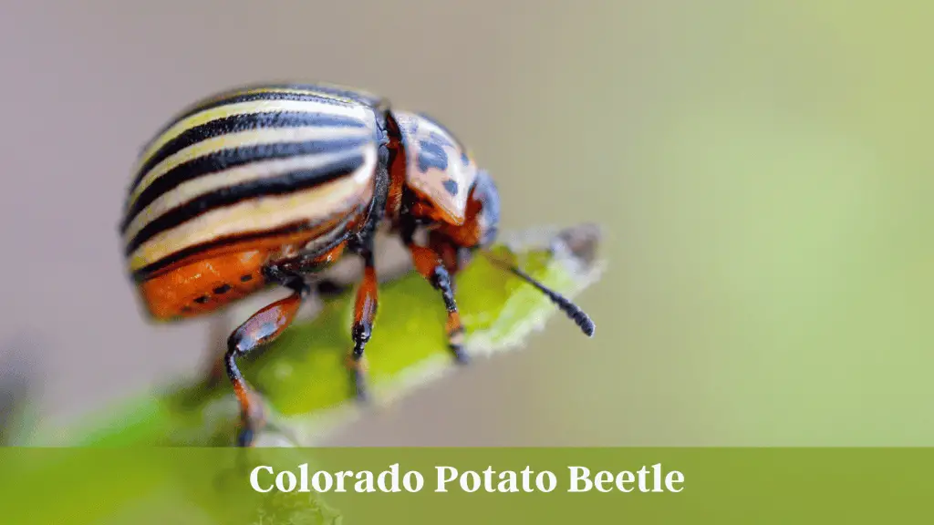 Close up shot of a potato bug.  The caption reads Colorado Potato Beetle