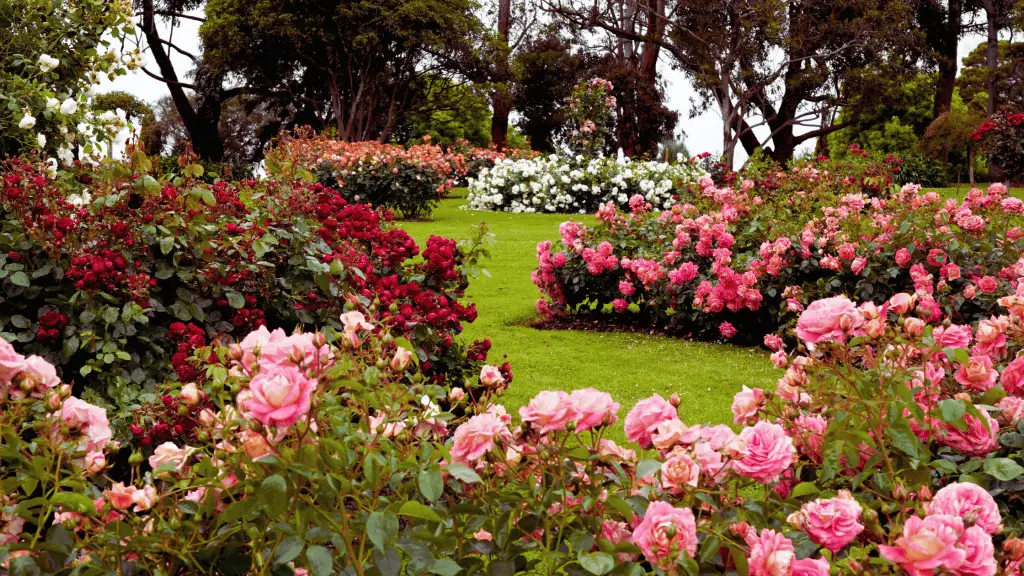 Photo of a backyard rose garden filled with pink and red blooms