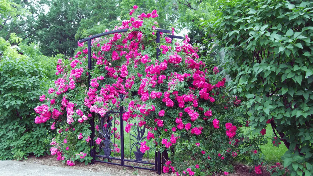 Photo of pink roses climbing an arbor in a backyard rose garden