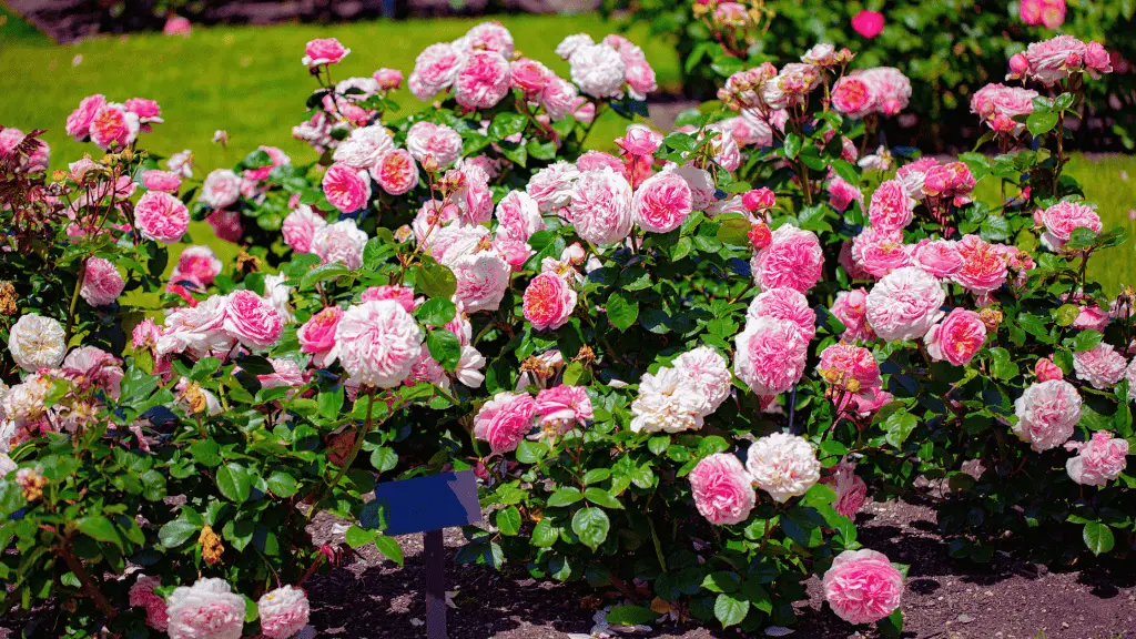 Photo of pink and white variegated floribunda roses in a backyard rose garden.
