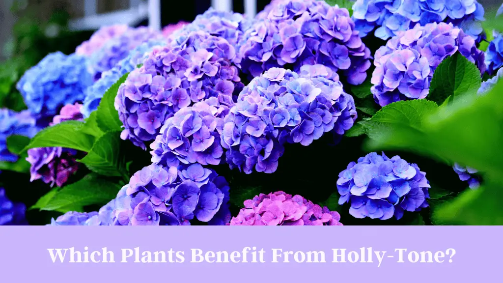 Photo of blue and pink hydrangeas with caption that reads: What Plants Benefit From Holly-Tone?