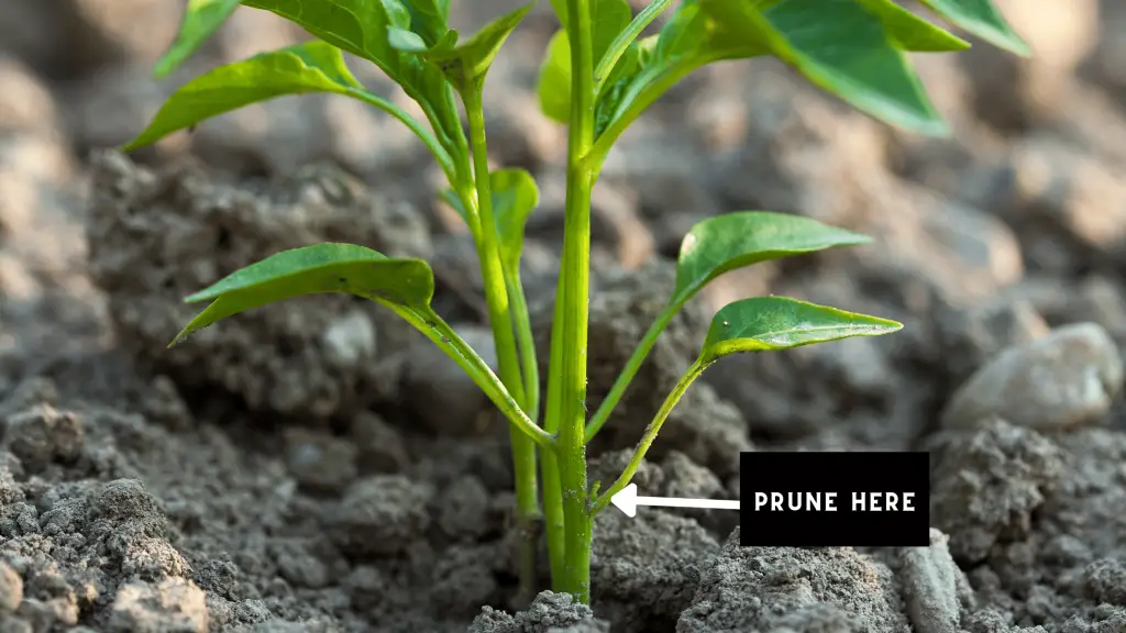 Photo of a pepper seedling with an arrow pointing to a leaf node showing where to prune the pepper plant
