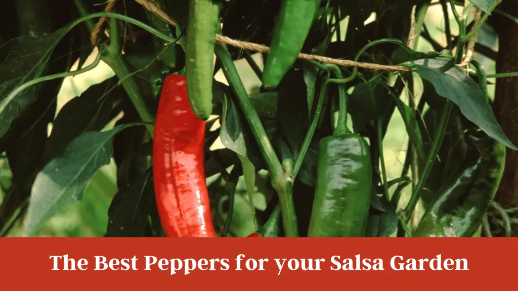Photo of salsa garden peppers growing on a plant. One is red and the other is green. The captions reads "The best peppers for your salsa garden.