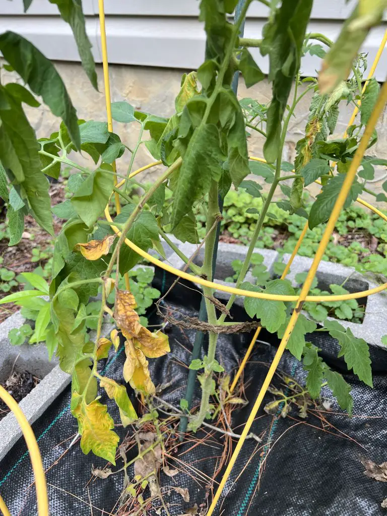Photo showing yellow leaves on tomato plants