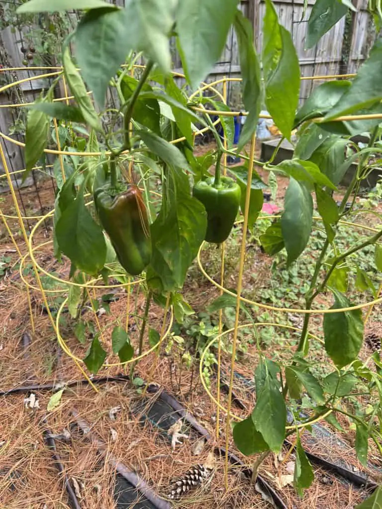 pepper plants that have been pruned