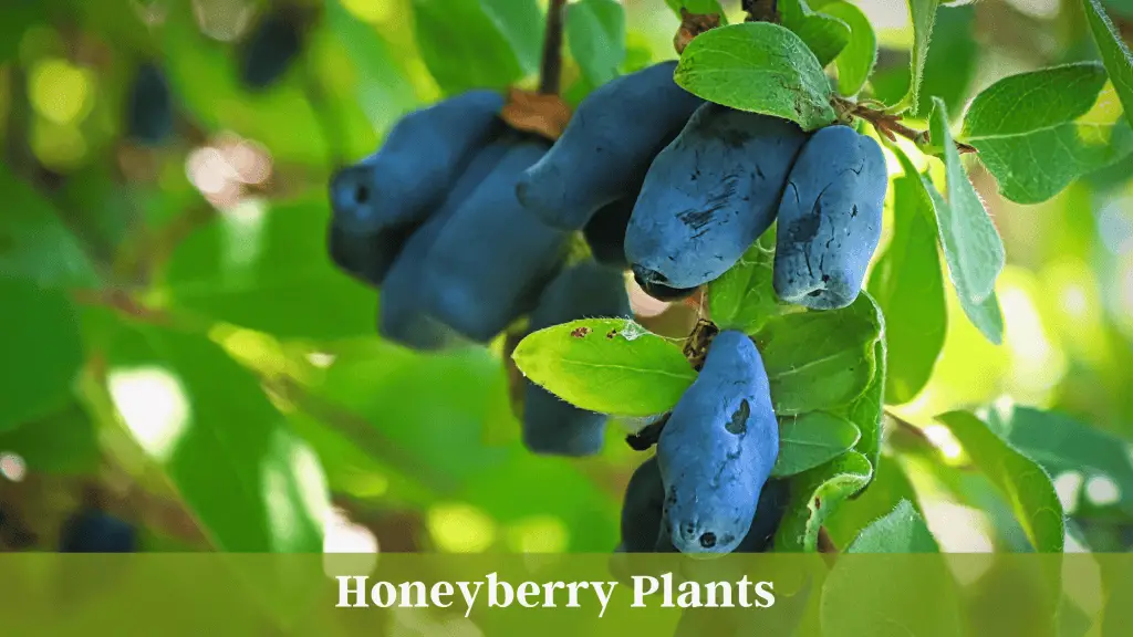 Photo of a Honeyberry plant with a cluster of blue honeyberries hanging down.