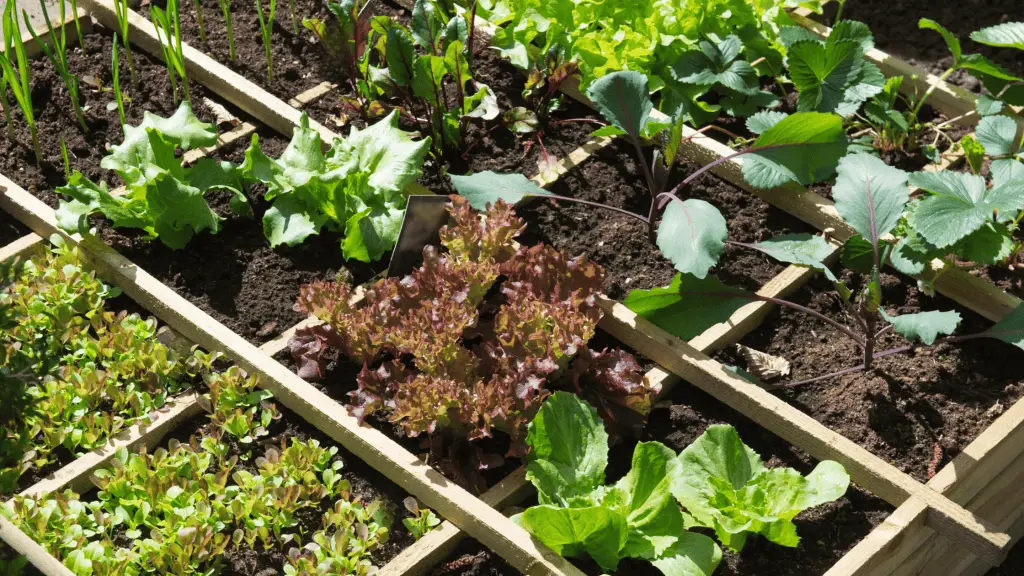 Image of a square-foot garden showing proper spacing of plants. The plants are lettuce, kale, and onions