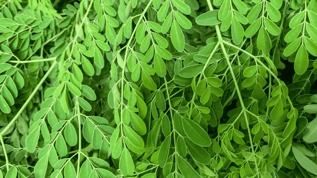 Photo of Moringa Oleferia (also know as drumstick vegetable)